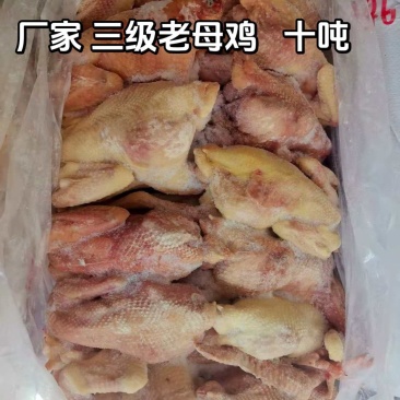 老母鸡