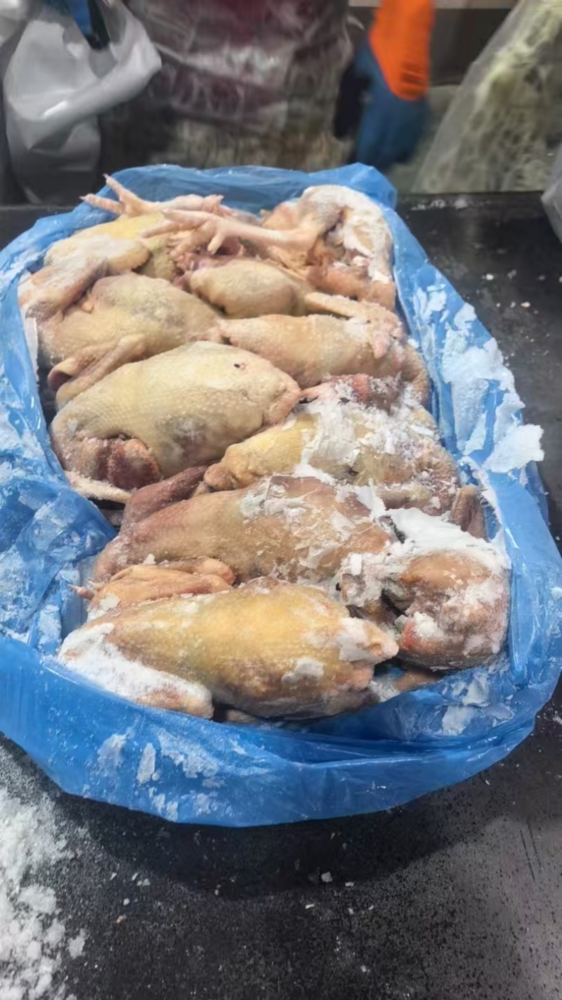 老母鸡