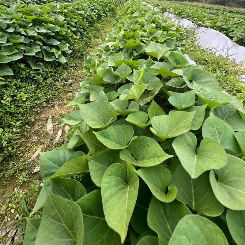 脱毒丝滑红薯苗