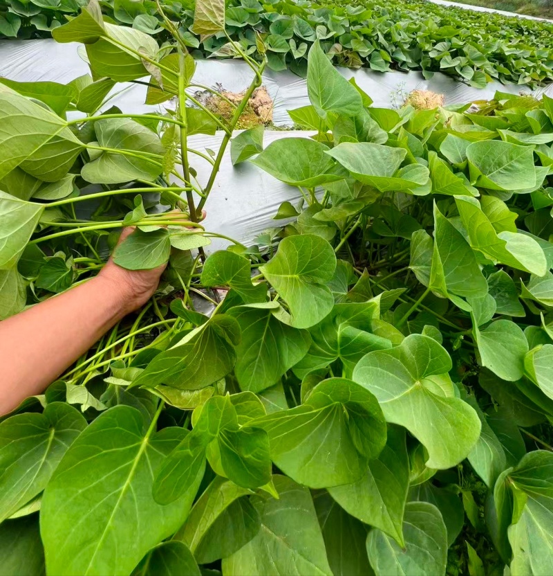 脱毒丝滑红薯苗