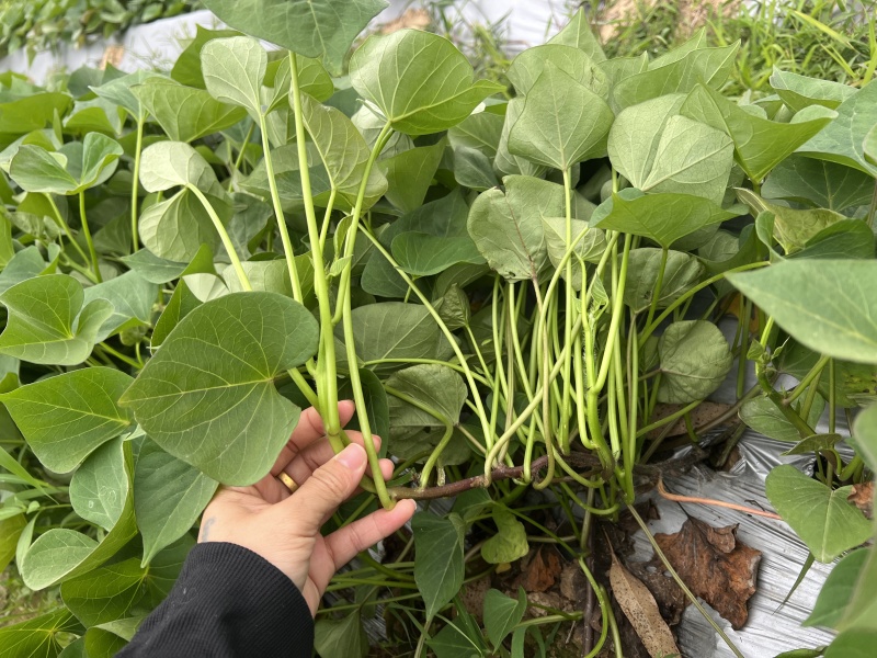 脱毒丝滑红薯苗