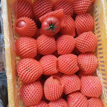 普罗旺斯西红柿