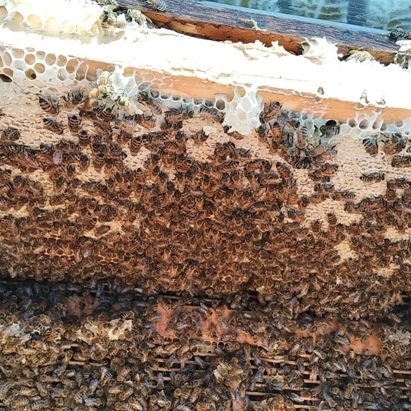 农村自己养的蜂自己产的蜂蜜，质量保证一手货源全国发货