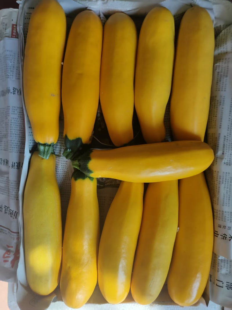 黄节瓜，绿节瓜，需提前预订