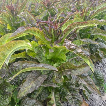 红叶香莴笋四川莴苣基地直供，规格齐全，欢迎来电洽谈更优惠