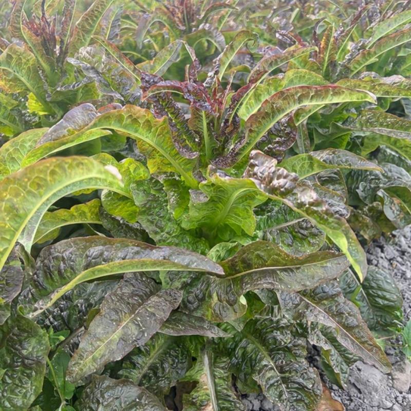 红叶香莴笋四川莴苣基地直供，规格齐全，欢迎来电洽谈更优惠