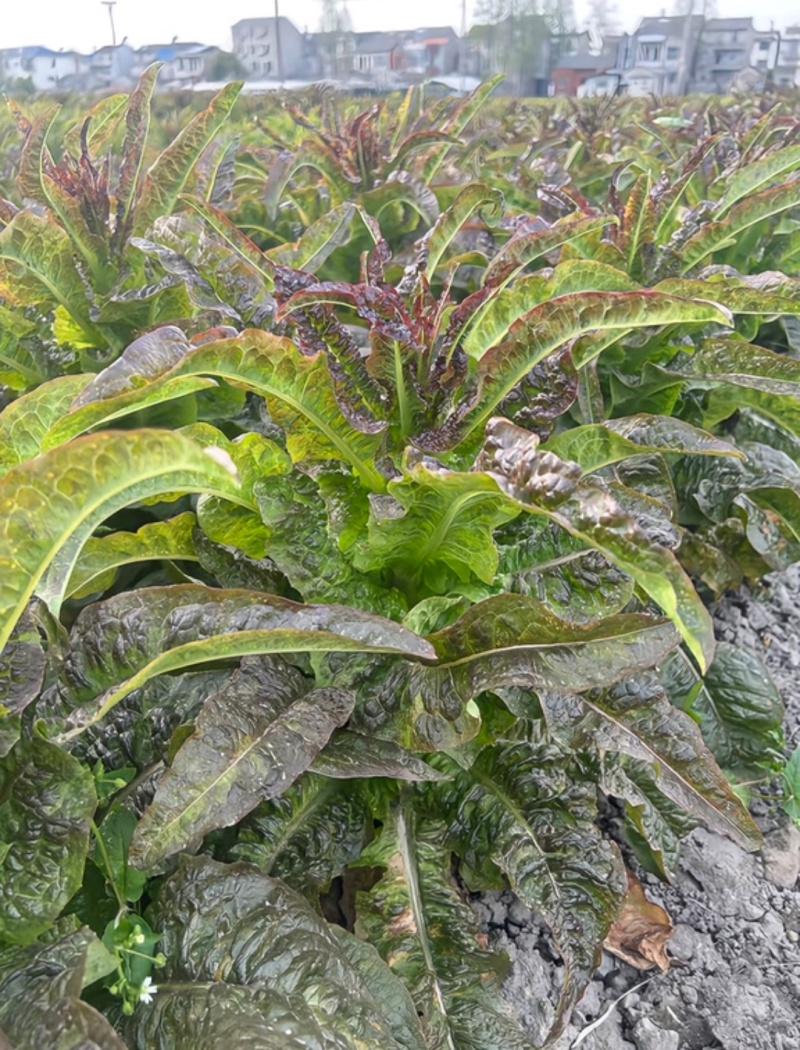 红叶香莴笋四川莴苣基地直供，规格齐全，欢迎来电洽谈更优惠