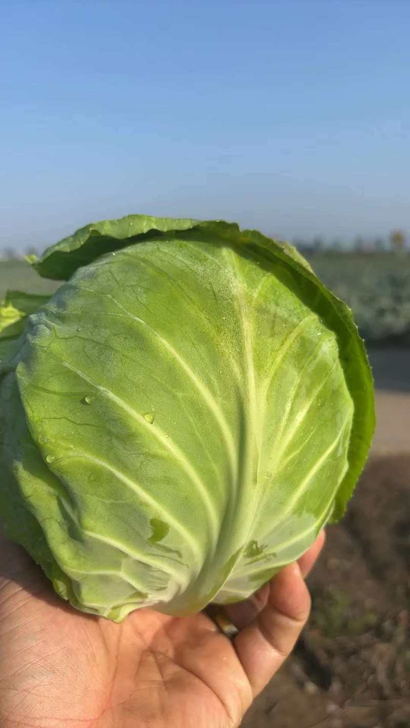 山西文水甘蓝宣软圆包菜产地直供货源充足代发全国