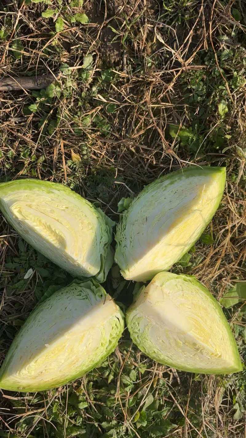 山西文水甘蓝宣软圆包菜产地直供货源充足代发全国