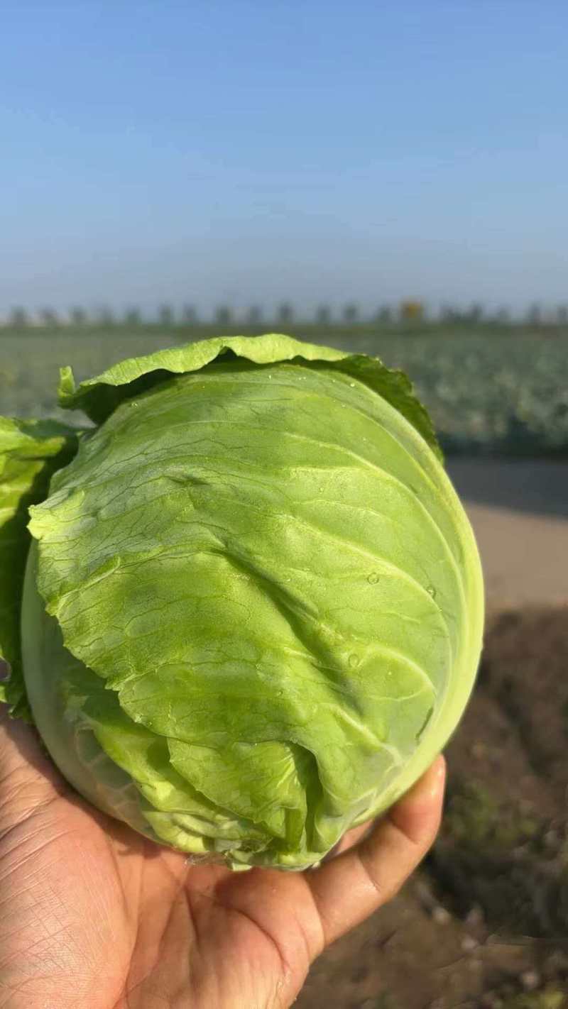山西文水甘蓝宣软圆包菜产地直供货源充足代发全国