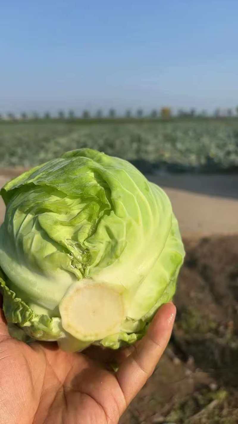 山西文水甘蓝宣软圆包菜产地直供货源充足代发全国