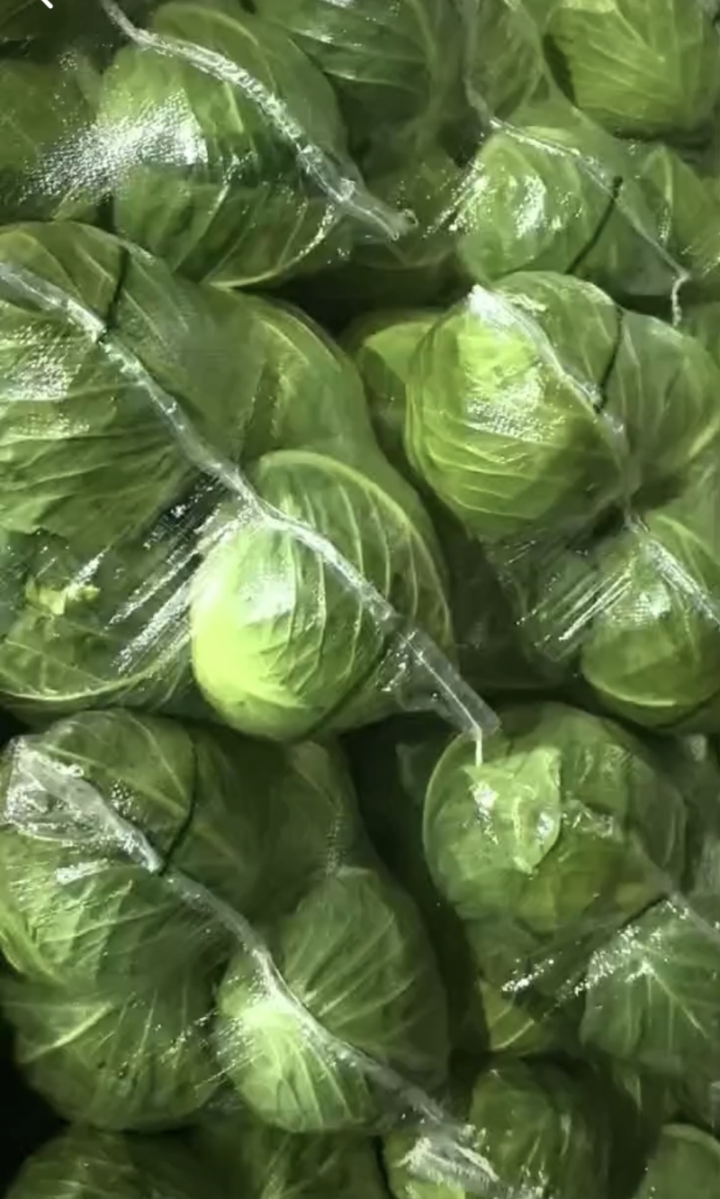 山西文水甘蓝宣软圆包菜产地直供货源充足代发全国