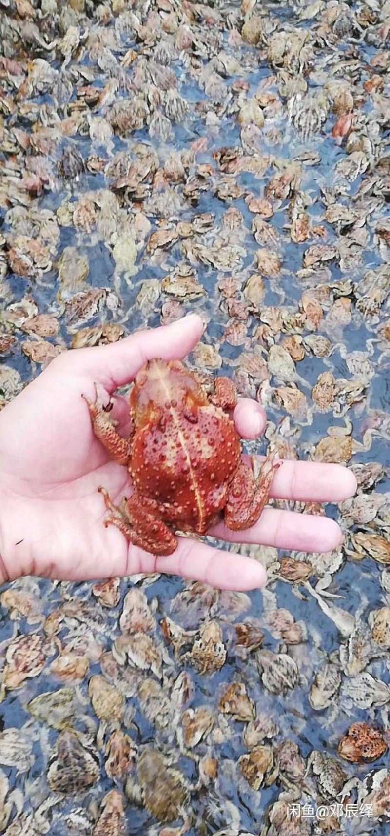 活体蟾蜍可协助办理特种养殖许可证中华蟾蜍