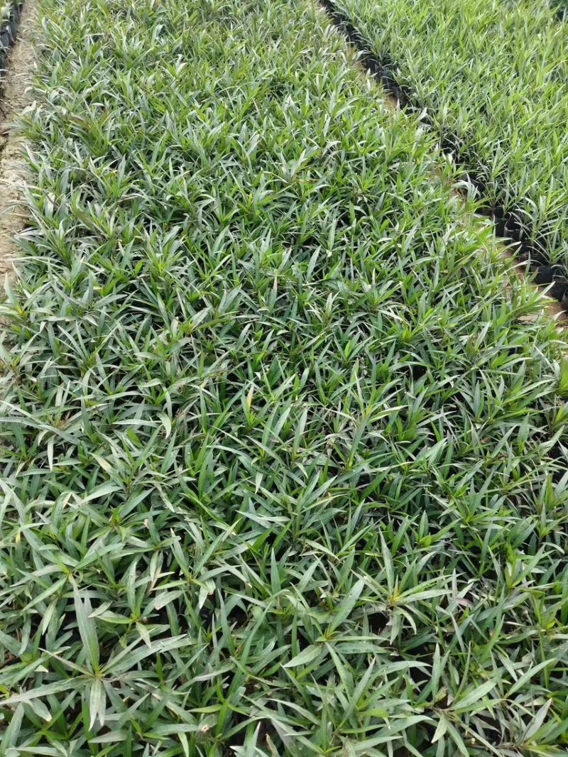 粉花翠芦莉