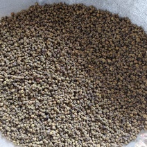 吴茱萸，小花，产地一手货源，规格齐全现货，24小时内发货