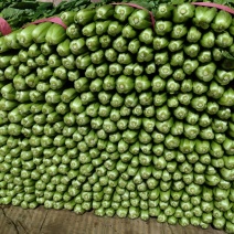 小白菜河北青叶小白菜商超电商配货净菜加工代发全国