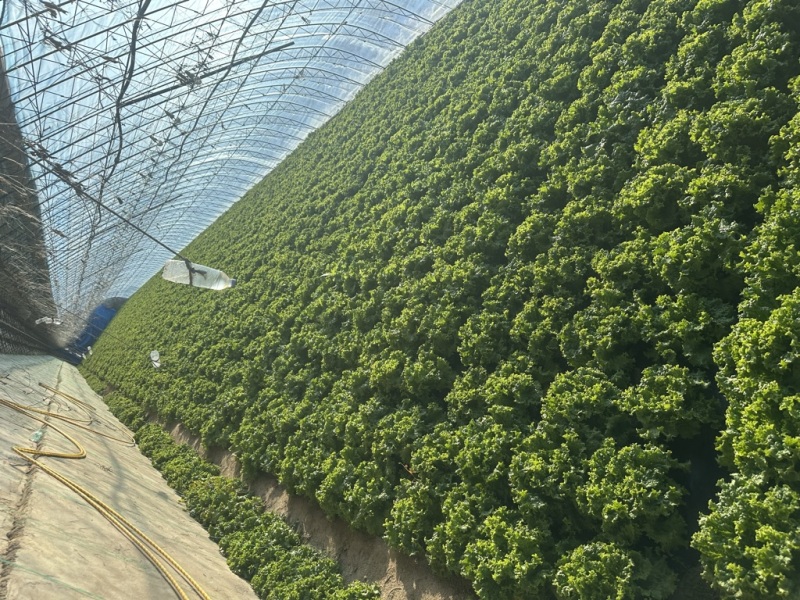 精品散叶生菜货源充足，量大项目从优，价格优惠