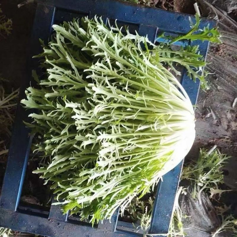 辽宁苦菊大量供应，产地直发，货源充值，欢迎咨询