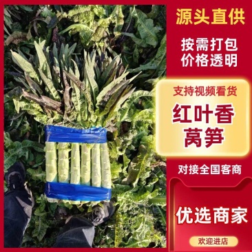 红叶香莴笋/产区直发/大量有货/欢迎选购/当天采摘