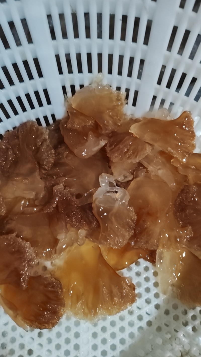 海蜇