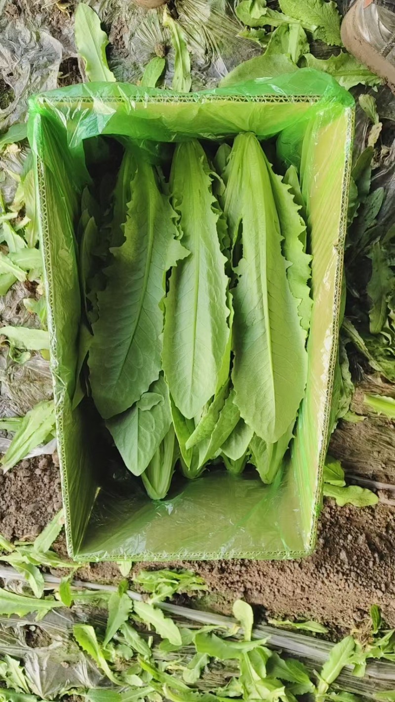 新鲜油麦菜，货源充足，量大从优，欢迎致电
