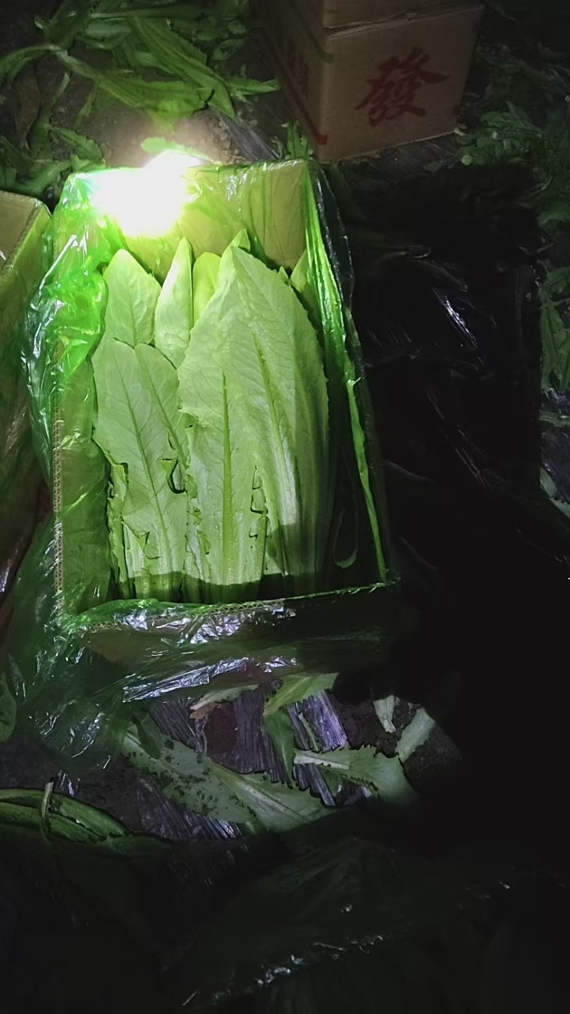 新鲜油麦菜，货源充足，量大从优，欢迎致电