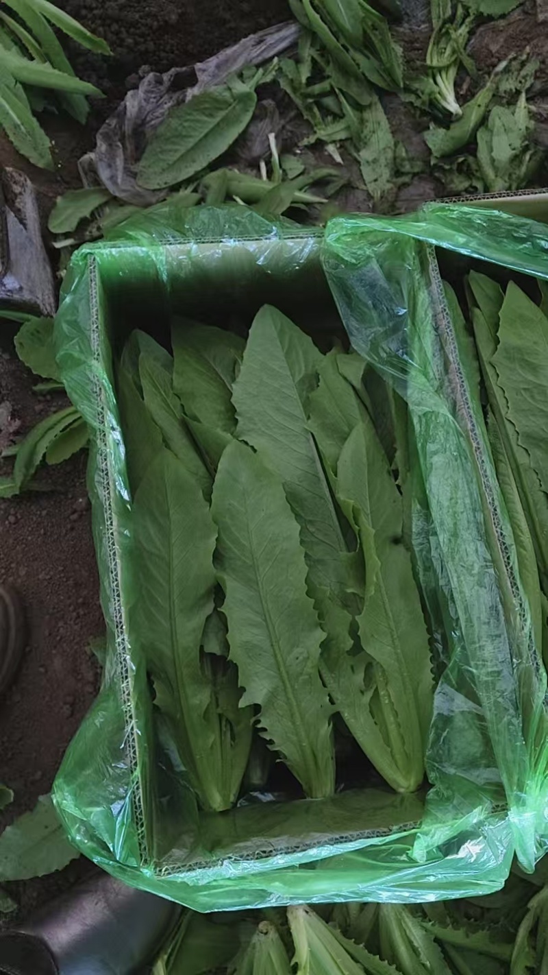 新鲜油麦菜，货源充足，量大从优，欢迎致电