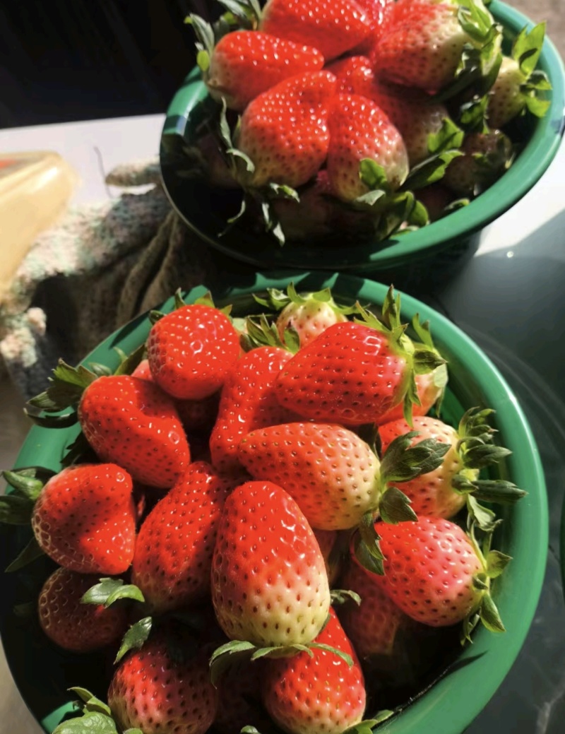 河南章姬草莓自家百亩草莓园直供品质保障按需配货