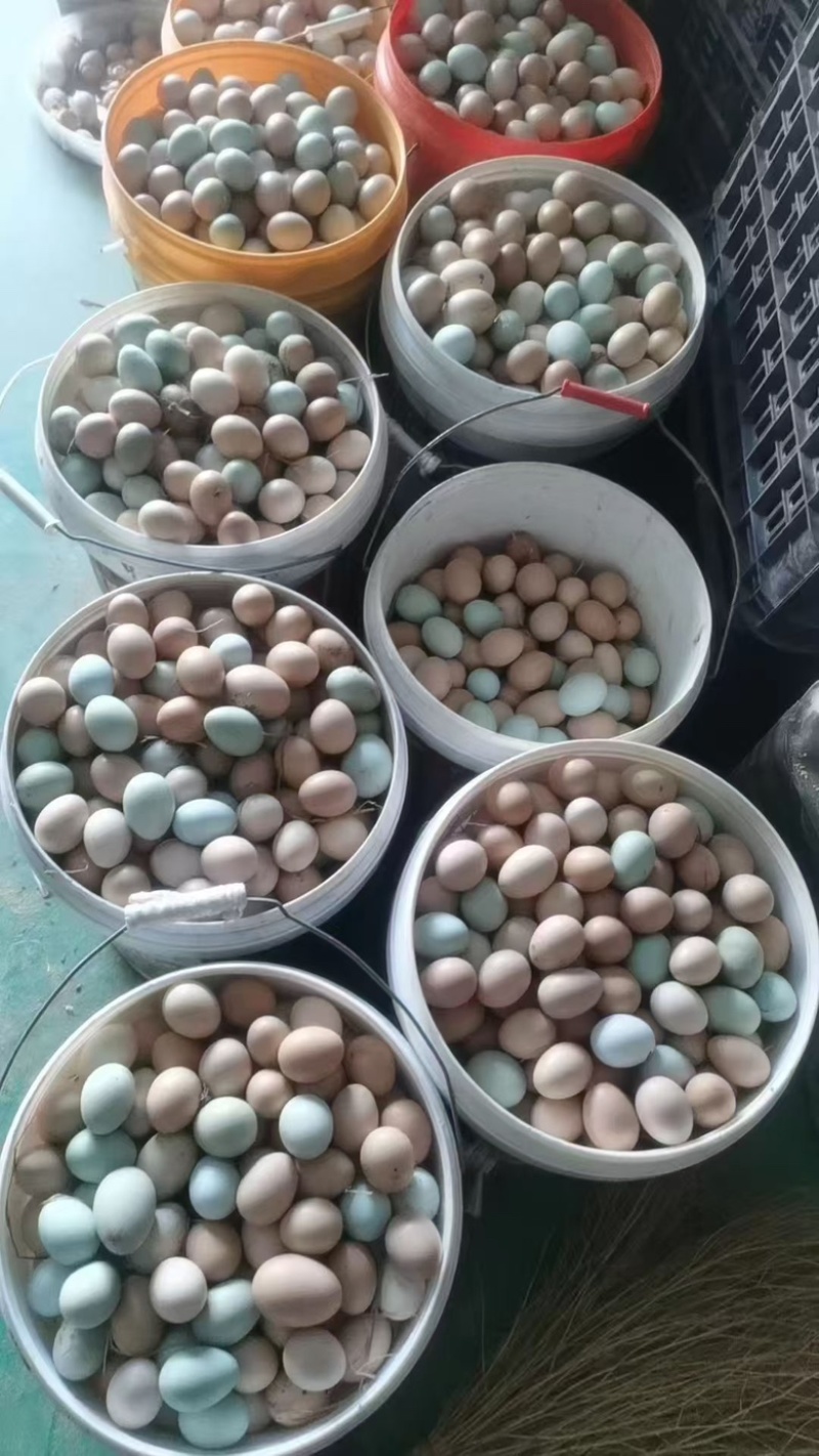 散养土鸡蛋/可分拣/大量有货。欢迎进店咨询！