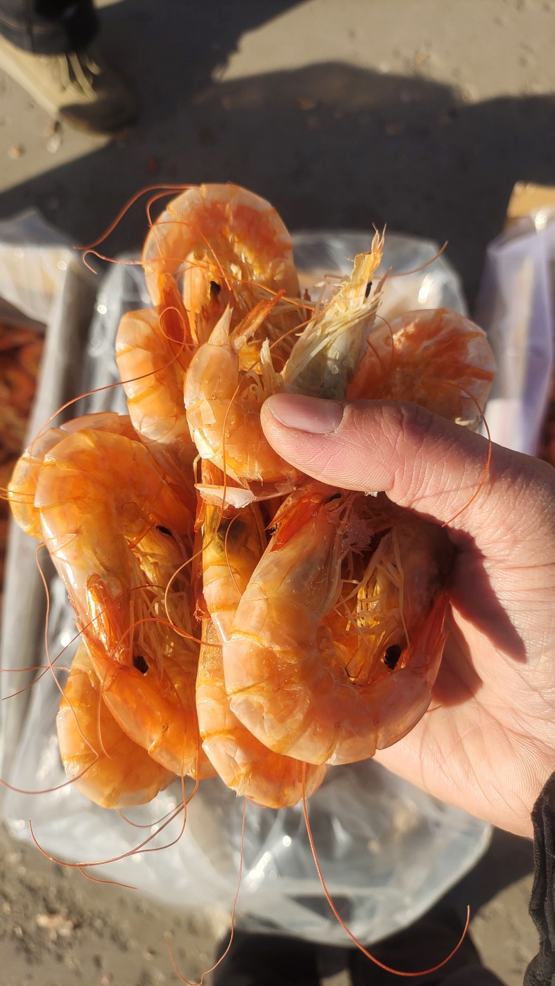 烤虾山东烤虾干虾淡干淡盐风味十足规格齐全对接全国