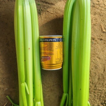 加工厂，榨汁厂西芹，大量有货