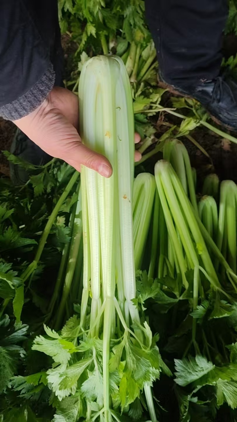 加工厂，榨汁厂西芹，大量有货