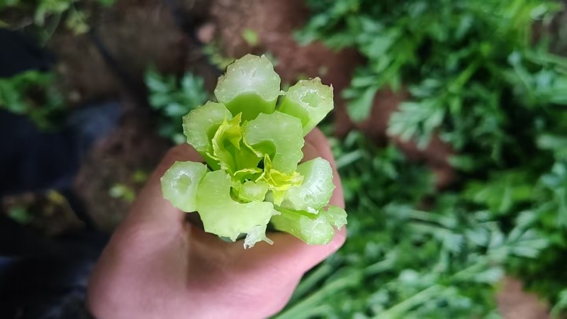 加工厂，榨汁厂西芹，大量有货
