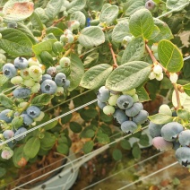 云南红河蓝莓
