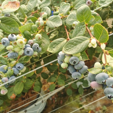 云南红河蓝莓