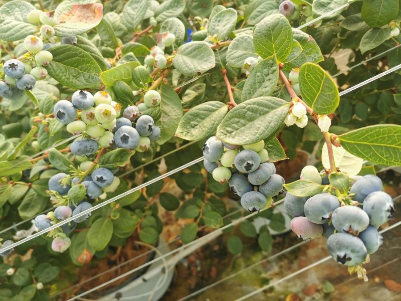云南红河蓝莓