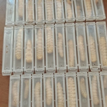 山货，斗米虫