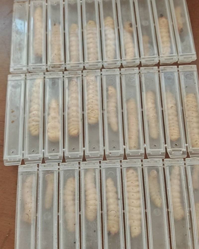 山货，斗米虫