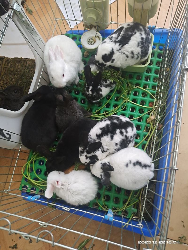 纯正黑白花獭兔