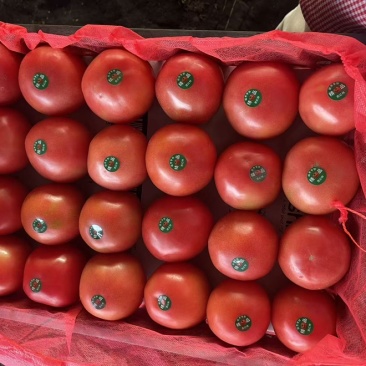 《畅销》费县硬粉西红柿现在大量上市从食堂到超市都大量有货
