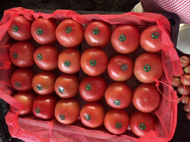 《畅销》费县硬粉西红柿现在大量上市从食堂到超市都大量有货