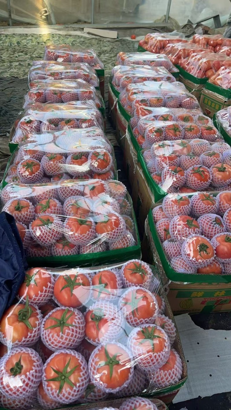 《畅销》费县硬粉西红柿现在大量上市从食堂到超市都大量有货