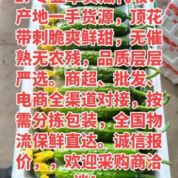 旱黄瓜产地2元