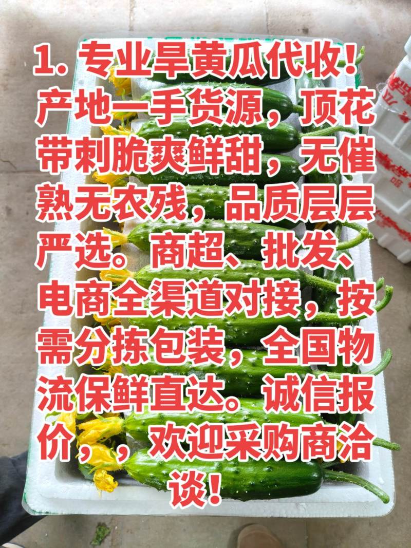 旱黄瓜产地2元