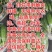 旱黄瓜产地2元