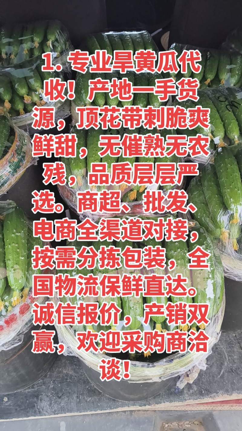 旱黄瓜产地2元