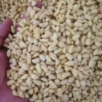 东北红松仁大中小颗粒都有12.5kg一件全国发货