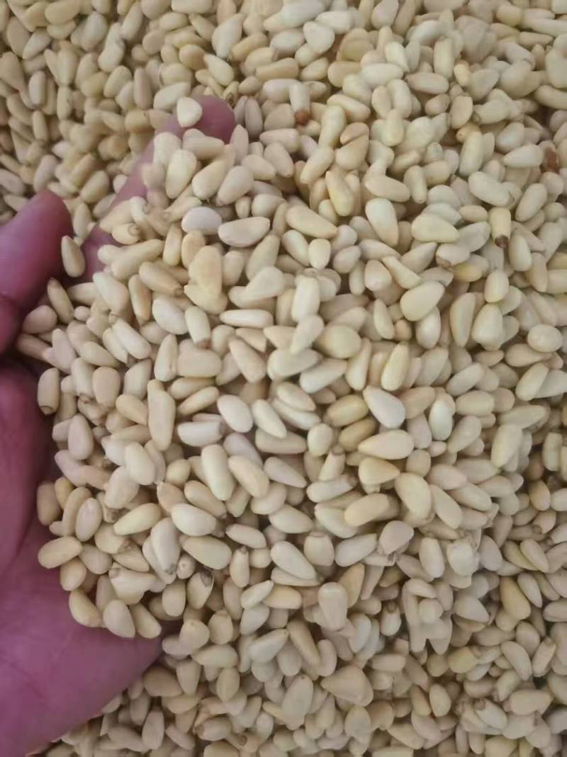 东北红松仁大中小颗粒都有12.5kg一件全国发货