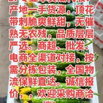 绥中旱黄瓜产地
