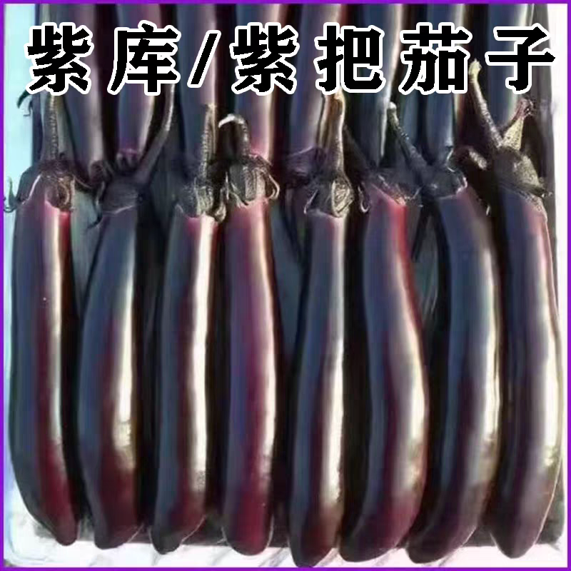 辽宁精品水果小茄子东北暖棚紫长茄子，大量上市